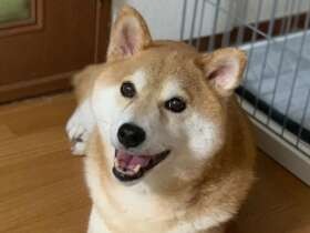 おうちでリラックス中、かわいい笑顔をパチリ　柴犬「ムク」