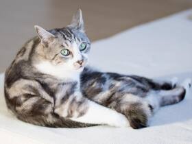 ミックス猫「バニ」　同居猫に輸血が必要となった時、大きな支えになってくれた