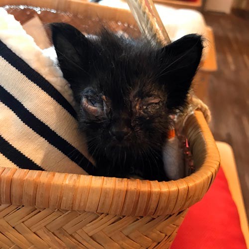 保護した直後のころ美。目も満足に開かない厳しい状況でした（写真提供 山﨑さん）