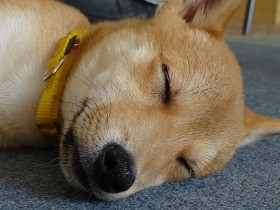 子犬のトイレのタイミング　排泄の時間帯と「しぐさ」を観察！