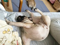 体がぐにゃ！？ 寝相がすごすぎるりりちゃん（画像提供：れれさん）