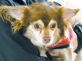 犬が大好き杉山家に保護犬クレハがやってきた！