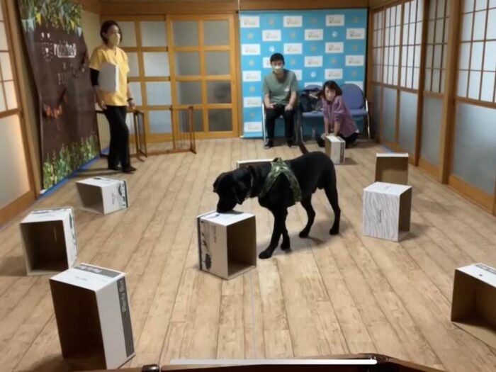 犬の嗅覚（きゅうかく）を使った「ノーズワーク」のレッスンも行っている。アメリカ生まれの遊びで、犬の自主性を育むなどの効果がある（富永さん提供）
