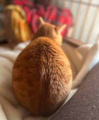 撫でられ待ちのちゃちゃおくん。こんな背中を見たら撫でずにはいられませんよね！（提供：おすよさん）