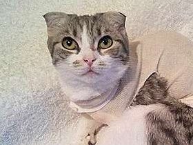 スコ猫が先天性疾患、保険金が出ない？　店と病院は「ぐる？」