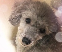 ひまわりが幸せな第二の犬生を掴むまではあと一歩です