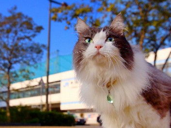 猫が見つけた、子育てしやすい町　移住促進のＰＲ動画