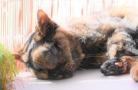 顔がパンパンに腫れても、生きようと頑張ってくれた