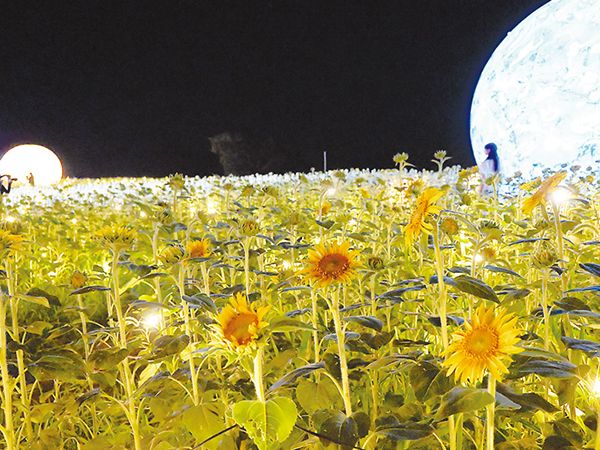 ヒマワリの星に来たみたい ｜ 朝日小学生新聞 | 朝日中高生新聞
