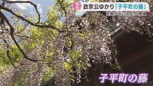 伊達政宗ゆかり　樹齢４３０年以上　仙台・子平町の藤が見頃