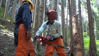 「山に光が入っていく」　森を守り、育てる間伐作業に大学生たちが挑戦　岡山・新見市