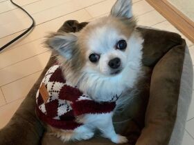 「ママもう仕事終わった？」　つぶらな瞳で見つめてくるチワワ「テン」