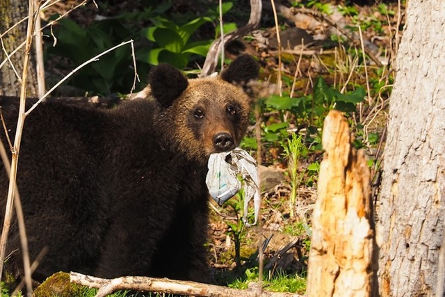 野生動物にとって「ポイ捨て」は餌付けと変わらない行為だという。その味を覚えたヒグマは人を恐れなくなり、人の生活圏に侵入するなど、行動を急速に変えていく…（画像提供：公益財団法人 知床財団）
