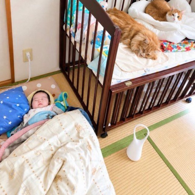 ベビーベッドの中には猫2匹、赤ちゃんは畳に敷いた布団の上に（yopichさん提供）