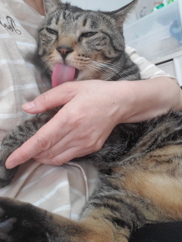 チビちゃんが戻った後、思い切り甘えるはっぴー「大丈夫、ボクちびの顔は覚えた」と思っていればいいのですが。実家の猫も家族なんだよ……そんなふうにお話をしています