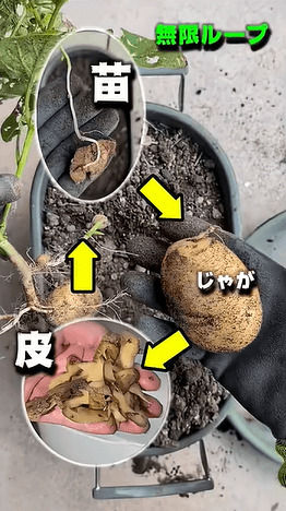 じゃがいもの無限ループも夢じゃない！？／つりきっぷさん（@KIPP）提供