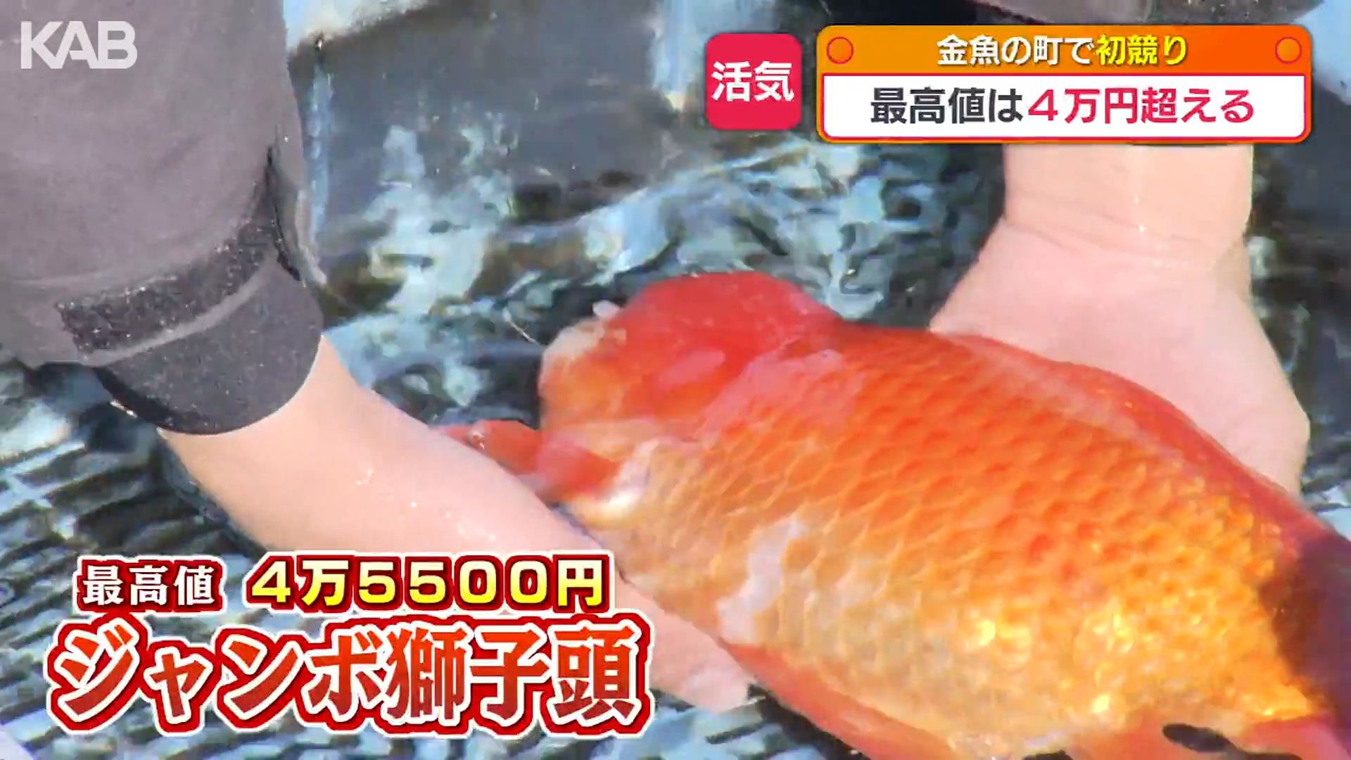 最高値は40㎝のジャンボ獅子頭 金魚の初競りに全国から | KAB ONLINE