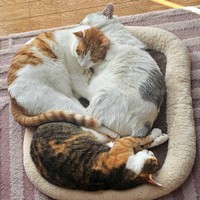 いつも3匹一緒にくつろいでいます（画像提供：かまねこさん）