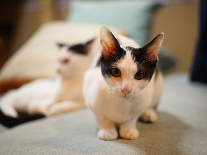 三月の大雪の日に妹とともに保護されたみぞれ