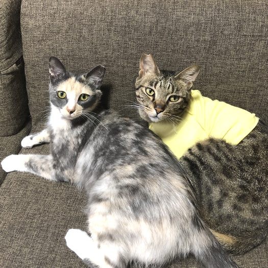 一緒に暮らしているロゼちゃんと