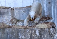 エサ食べ中＝2025年12月