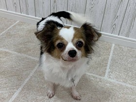 大好きな追いかけっこはエンドレス　牛柄チワワMIX「こまり」