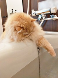 前足でちょいちょい！ 浴槽の中のお湯に触れるみつきさん（画像提供：みつきさん）