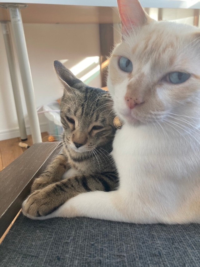 あきひろさん夫婦の自宅の庭に迷い込んできた元野良の豆太くん㊨。今では保護猫のお世話をする優しい”兄猫”に（あきひろさん提供）