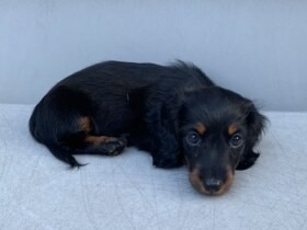 まだ3カ月のダックス「ノアール」　大きくなったら先輩わんことドッグランに行こうね