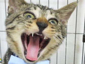 加速する猫のハイテンション　先住猫に異変、飼い主にクマ？