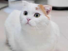 早く動画が観たいニャー　スコ「カイザー」、初対面の思い出は元気な甘嚙み　