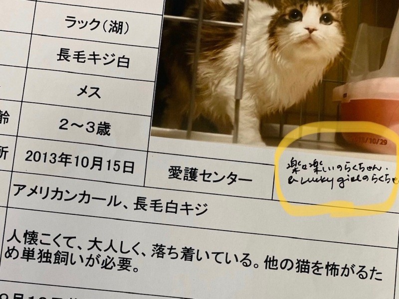 保護猫団体から2014年に譲り受けた時、２～３歳くらいと言われていたが、2019年に亡くなったとき、複数の獣医師の推定年齢は15歳だった。年齢詐称していたんだな、かわいいやつだな、と感じたそう