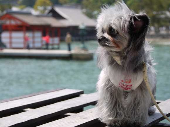 次の旅行には犬も一緒に連れて行く！　愛犬と旅行をする「犬旅」