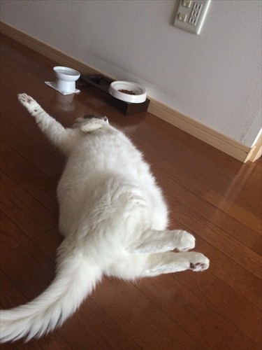 好き嫌いが激しく、食べたくないご飯の時は反抗することもしばしば（かおりさん提供）