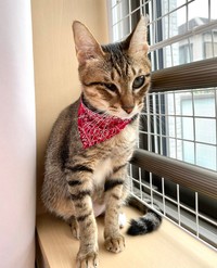 首輪嫌い！ すぐに外したあんずちゃん（画像提供：アシメEYEあんずさん）