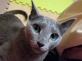 これからも思い出たくさん作ろうね　ロシアンブルーの「そら」