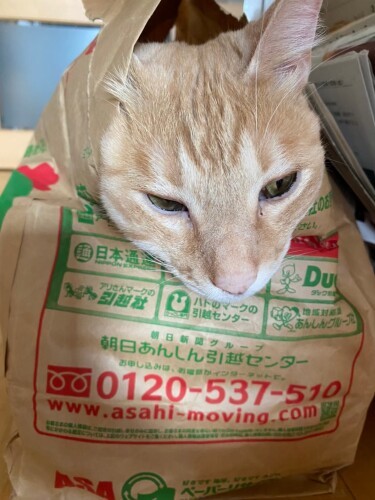 飼い主を慕ってか、朝日新聞が大好きのようである