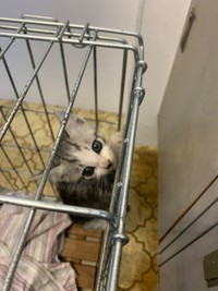 おうちに来た頃、不安げな眼差し