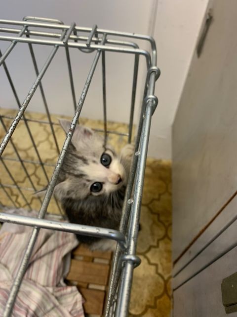 おうちに来た頃、不安げな眼差し