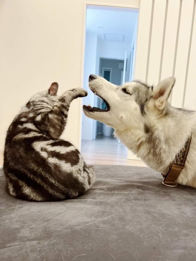 ハルくんに怒られる星凪くん（「シベリアンハスキーの星凪」さん提供）