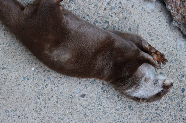 自然豊かな園内。落ちていた木の実で遊ぶコツメカワウソ＝2022年10月撮影