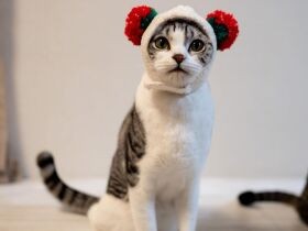 イチゴの帽子がお似合いなマンチカン「コユキ」　遊びたい時はおもちゃを持ってくるよ