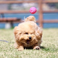 ボールどこ！？ ひれ伏すポテチくん（画像提供：ポテチやでさん）