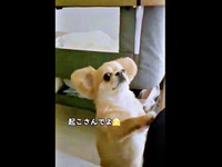 再び、飼い主さんのほうへ「起こさないでね」と声をかけられるハナちゃん（画像提供：うわうわ犬のハナさん）