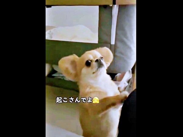 再び、飼い主さんのほうへ「起こさないでね」と声をかけられるハナちゃん（画像提供：うわうわ犬のハナさん）