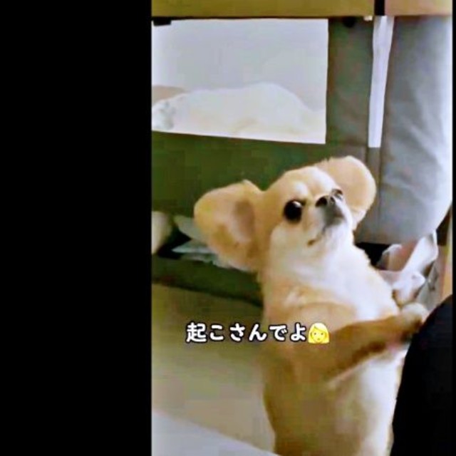 再び、飼い主さんのほうへ「起こさないでね」と声をかけられるハナちゃん（画像提供：うわうわ犬のハナさん）