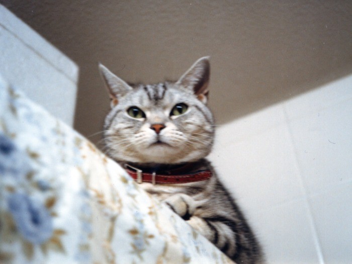 貫禄が出てきたころのココちゃん。避妊手術以降、あんなに細かった子がふっくらと