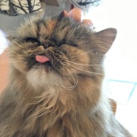 頭を撫でられてニコニコのロコちゃん