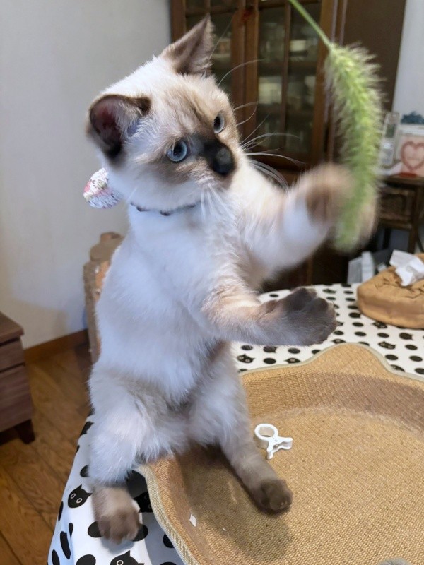 保護から約4カ月後、猫じゃらしで遊ぶおこげちゃん（画像提供：コハちゃん）