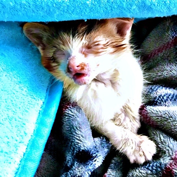 保護時、生後3週間。猫風邪で目は閉じ、口呼吸状態だったサラちゃん（画像提供：にゃさん）